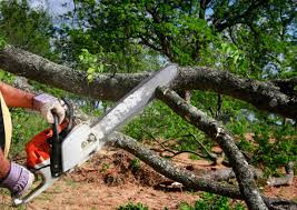 Best Leaf Removal  in Avalon, PA